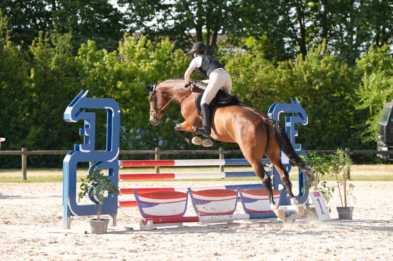 Cavalla KWPN Cavallo da Sport Neerlandese In vendita 2020 Baio ,  Opium JW VAN DER MOERHOEVE TN