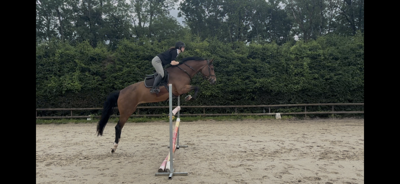 Cavalla KWPN Cavallo da Sport Neerlandese In vendita 2020 Baio ,  Opium JW VAN DER MOERHOEVE TN