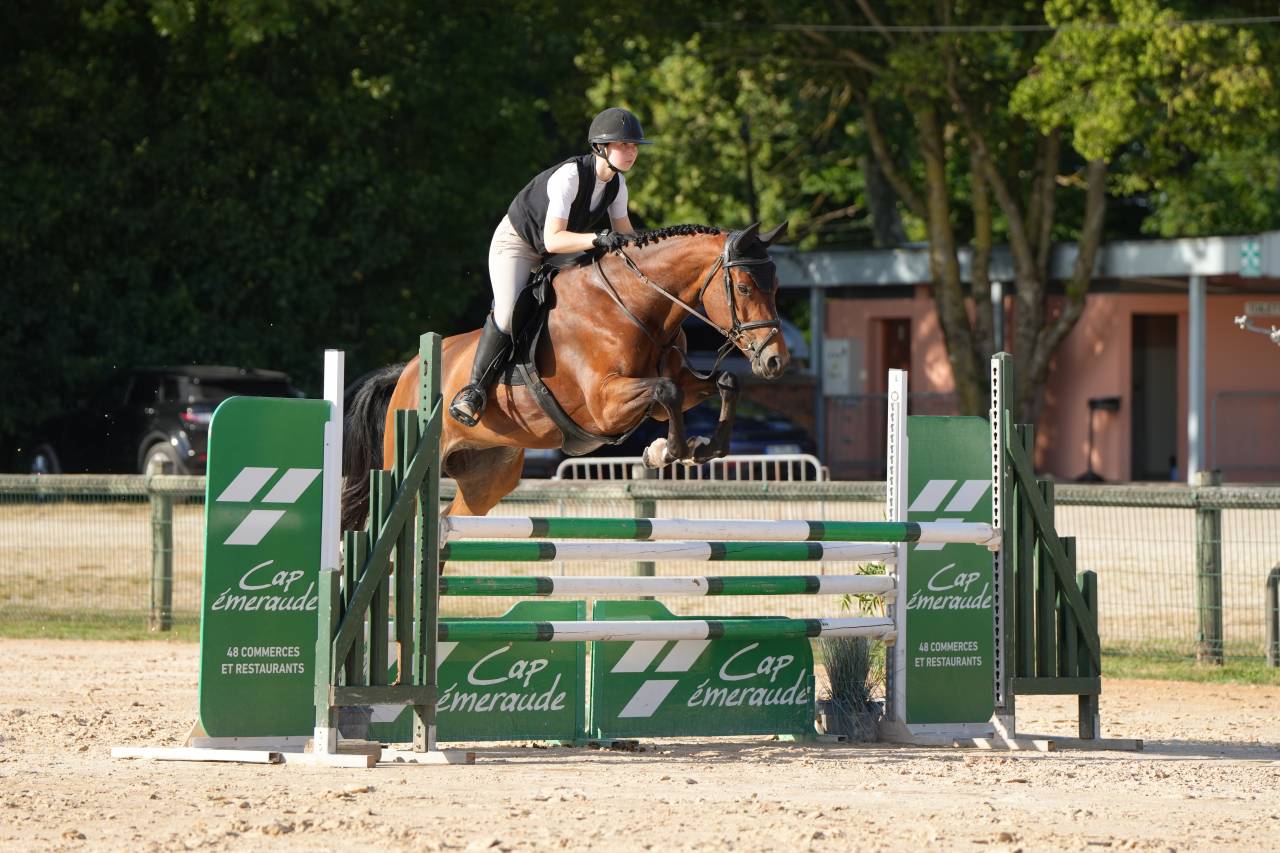 Cavalla KWPN Cavallo da Sport Neerlandese In vendita 2020 Baio ,  Opium JW VAN DER MOERHOEVE TN