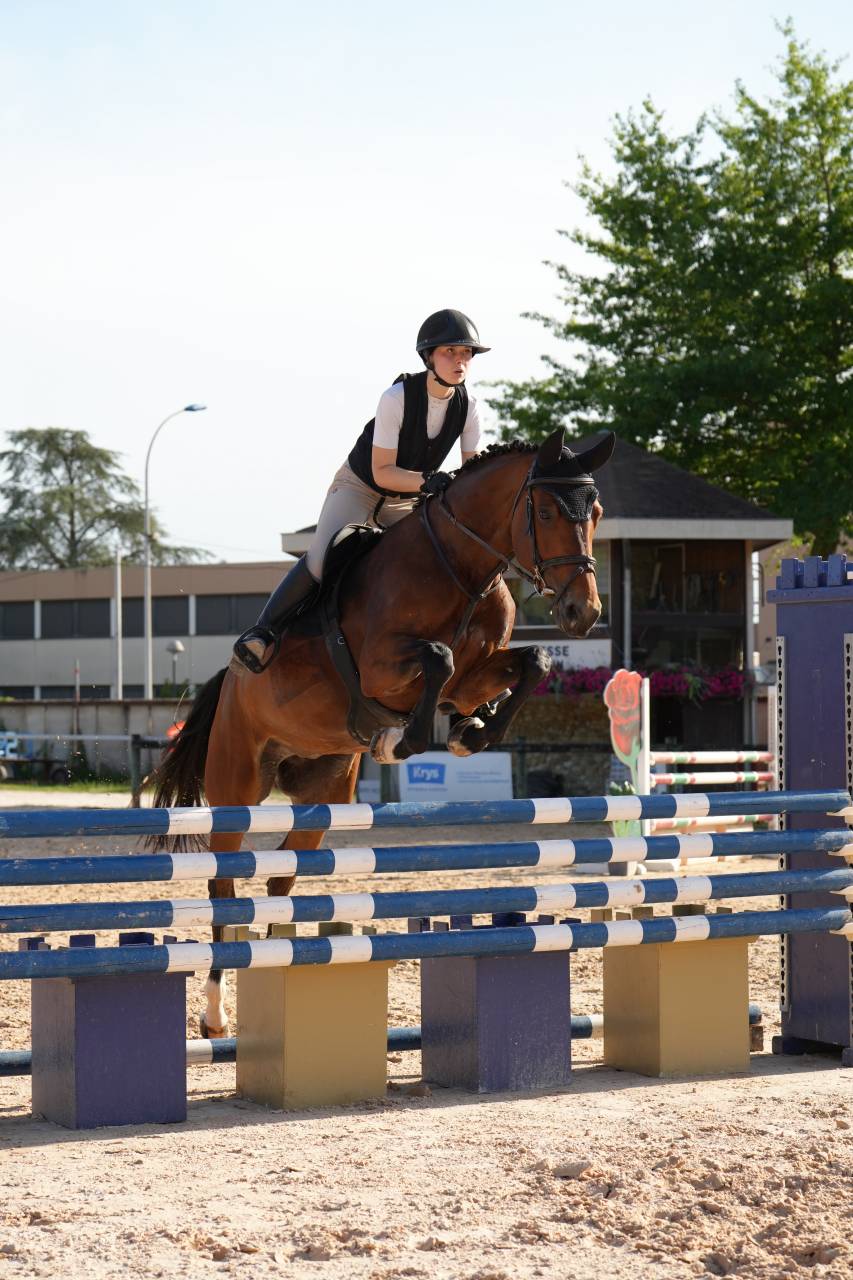 Cavalla KWPN Cavallo da Sport Neerlandese In vendita 2020 Baio ,  Opium JW VAN DER MOERHOEVE TN