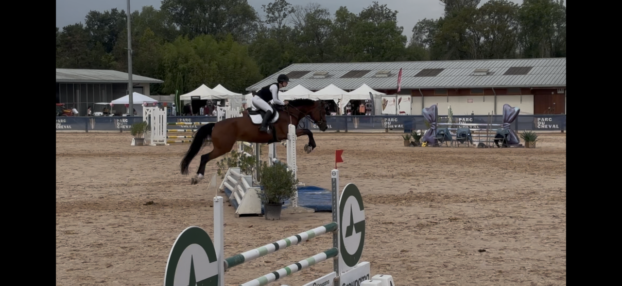 Cavalla KWPN Cavallo da Sport Neerlandese In vendita 2020 Baio ,  Opium JW VAN DER MOERHOEVE TN