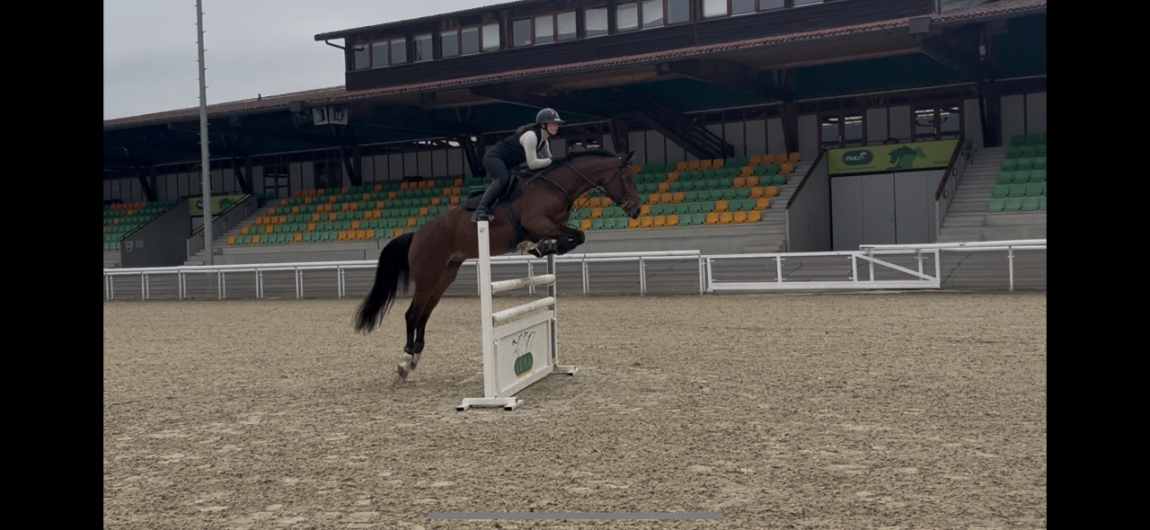 Cavalla KWPN Cavallo da Sport Neerlandese In vendita 2020 Baio ,  Opium JW VAN DER MOERHOEVE TN