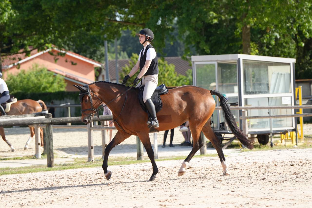 Cavalla KWPN Cavallo da Sport Neerlandese In vendita 2020 Baio ,  Opium JW VAN DER MOERHOEVE TN