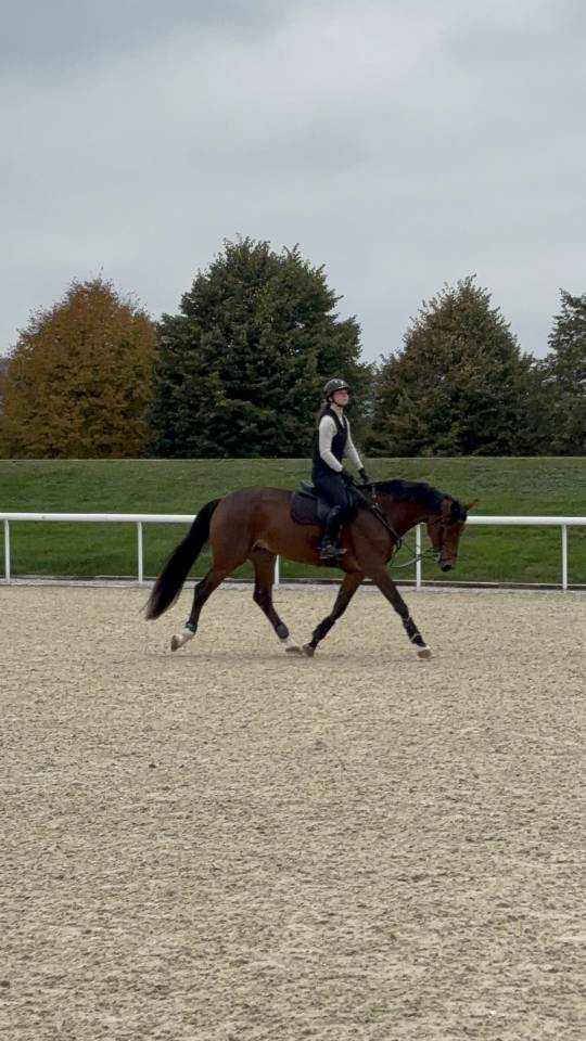 Cavalla KWPN Cavallo da Sport Neerlandese In vendita 2020 Baio ,  Opium JW VAN DER MOERHOEVE TN