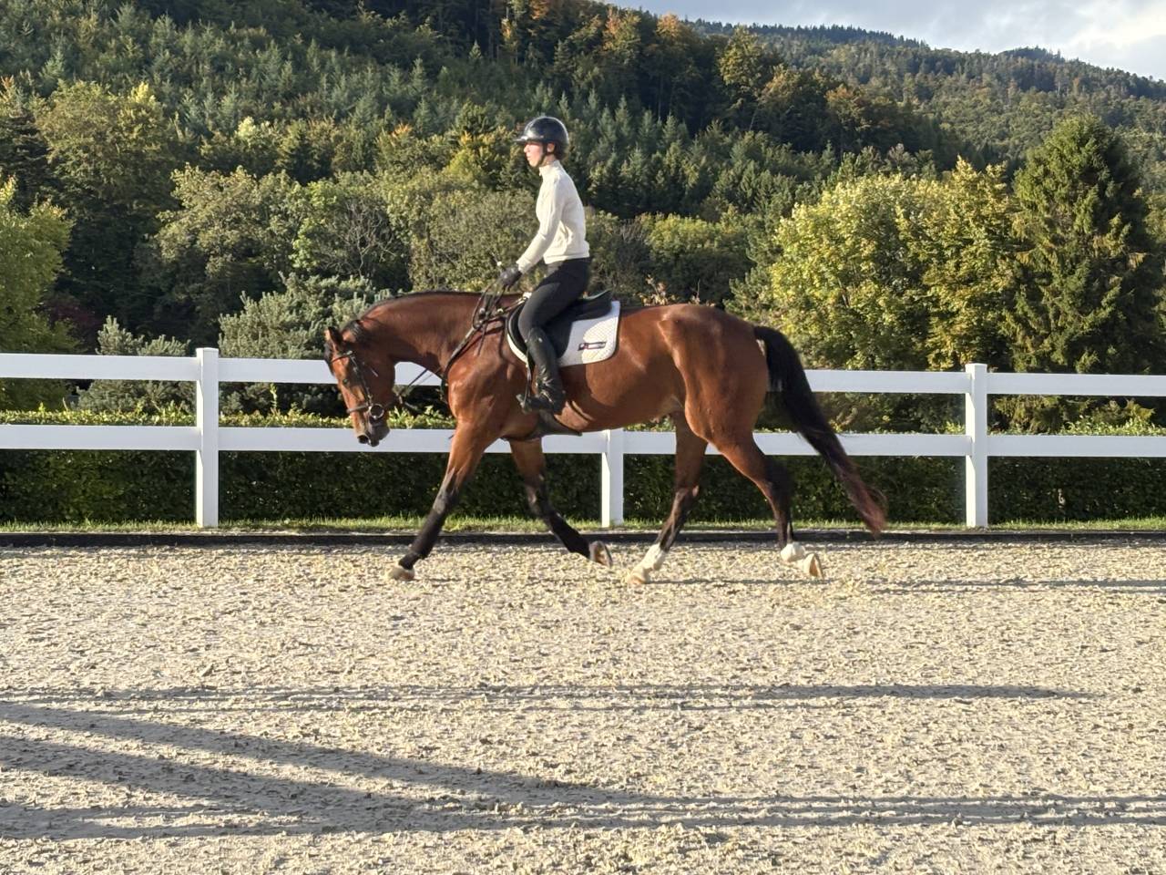 Cavalla KWPN Cavallo da Sport Neerlandese In vendita 2020 Baio ,  Opium JW VAN DER MOERHOEVE TN