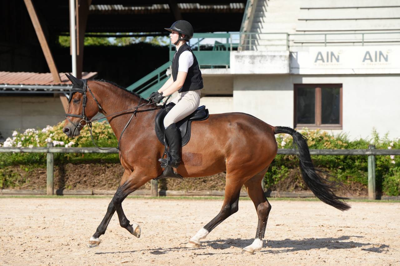 Cavalla KWPN Cavallo da Sport Neerlandese In vendita 2020 Baio ,  Opium JW VAN DER MOERHOEVE TN