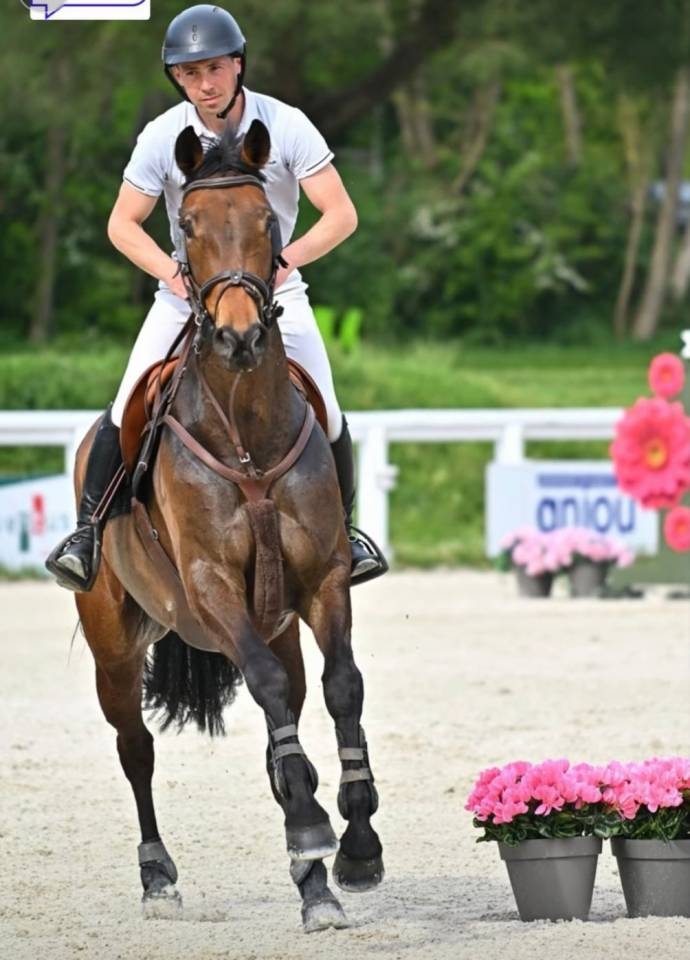 Cavalla Sella Francese In vendita 2017 Baio ,  SANDRO BOY