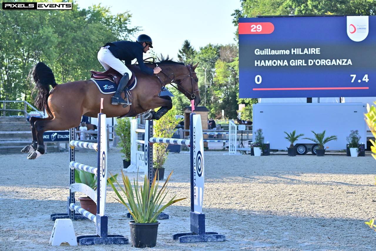 Puledro Sella Francese In vendita 2026 Baio