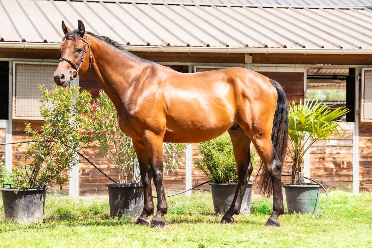 Castrone Sella Francese In vendita 2019 Baio