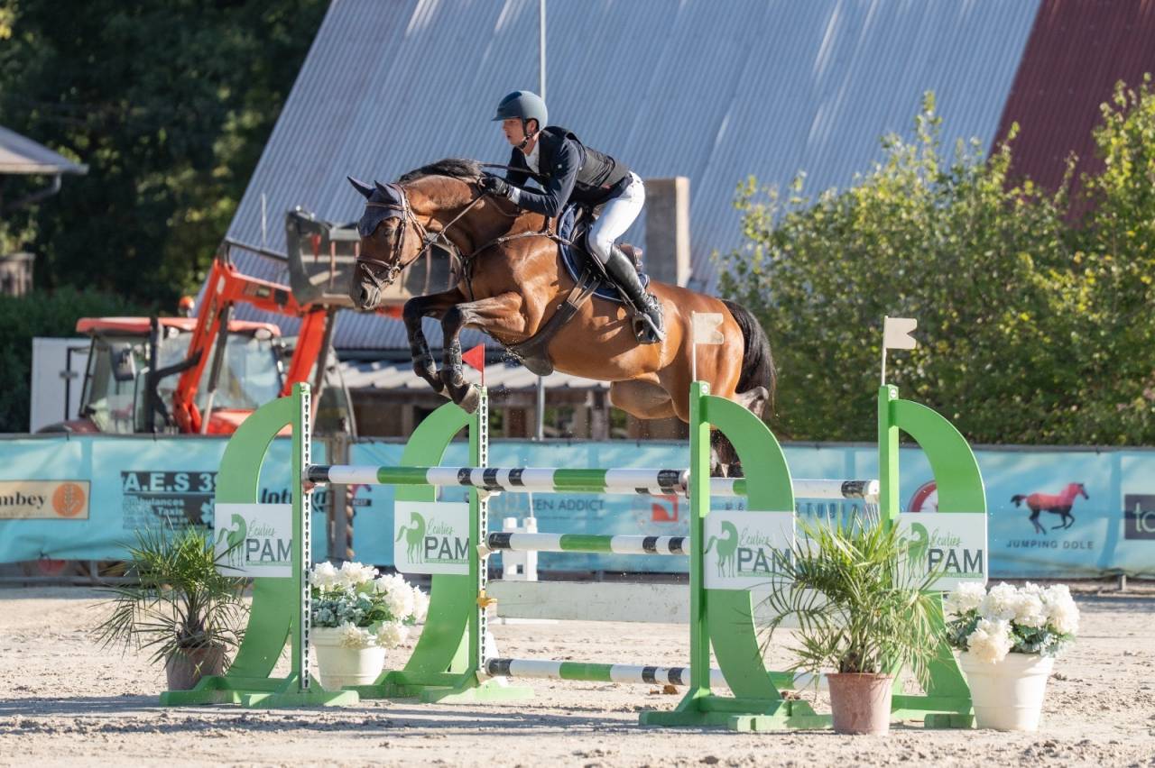 Castrone Sella Francese In vendita 2019 Baio