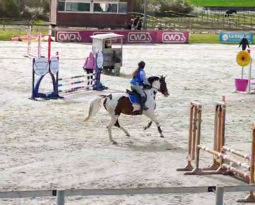Cavalla Origine non conosciuta  In vendita 2022 Pezzato ,  Fier de l &eacute;vidence z