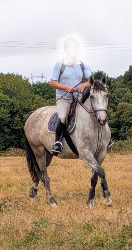 Cavalla Sella Francese In vendita 2022 Grigio ,  chacco white