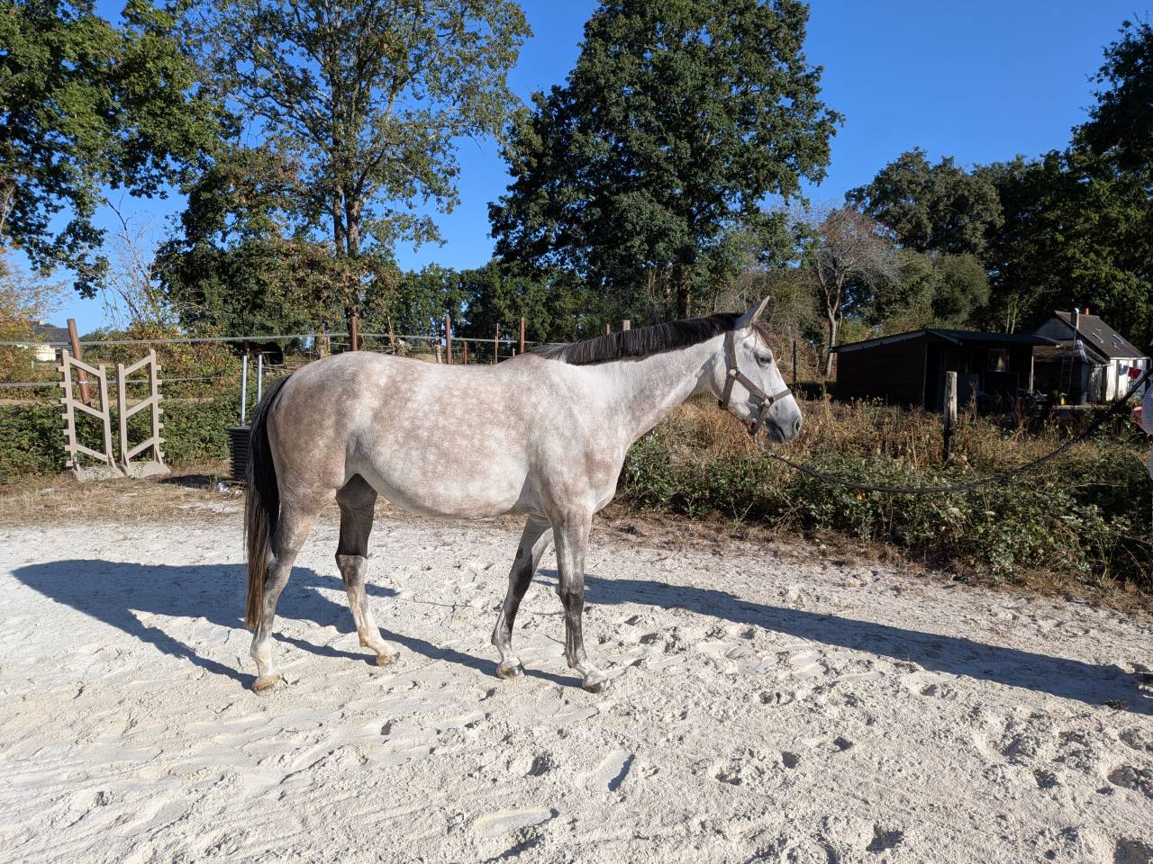 Cavalla Sella Francese In vendita 2022 Grigio ,  chacco white