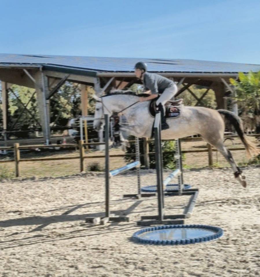 Cavalla Sella Francese In vendita 2022 Grigio ,  chacco white