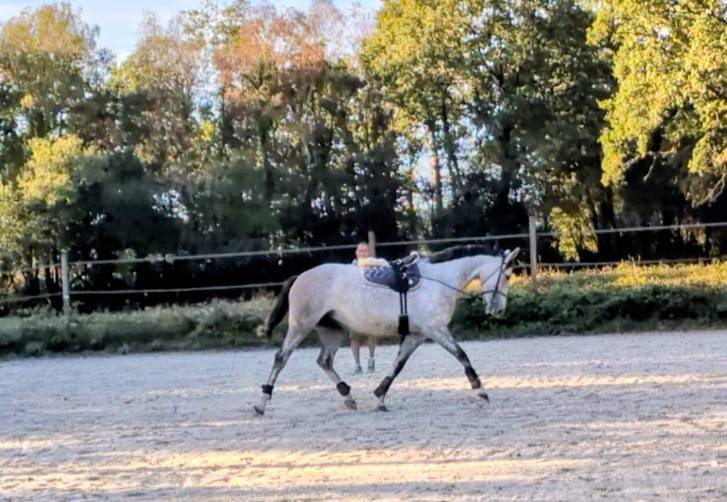 Cavalla Sella Francese In vendita 2022 Grigio ,  chacco white