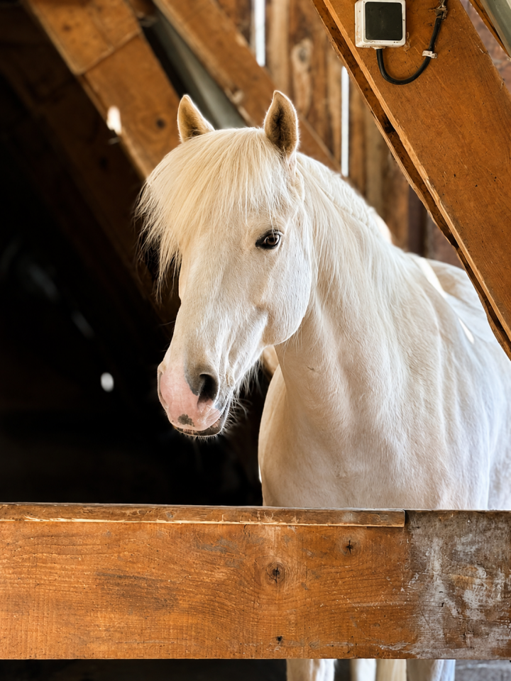 Castrone PFS Pony Francese da Sella In vendita 2017 Palomino