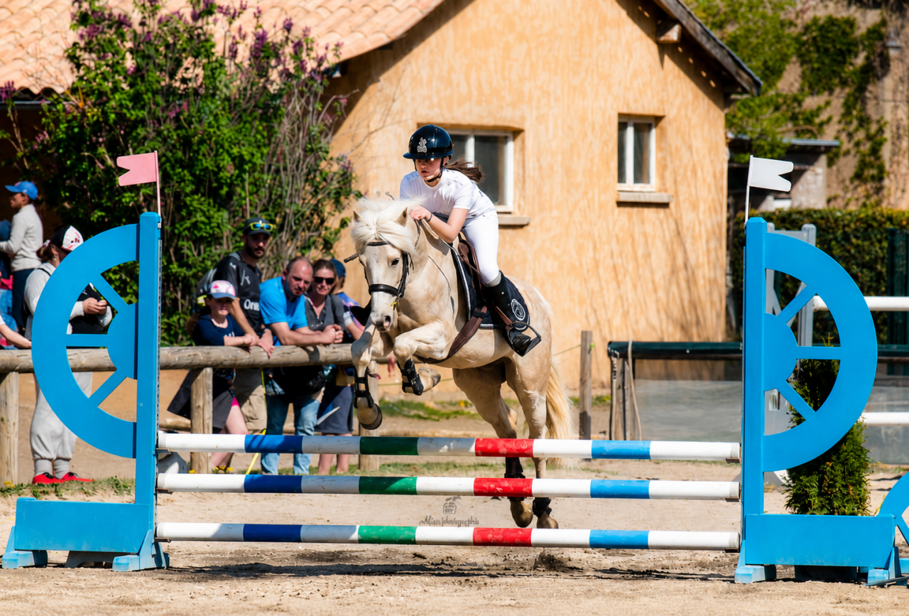 Castrone PFS Pony Francese da Sella In vendita 2017 Palomino