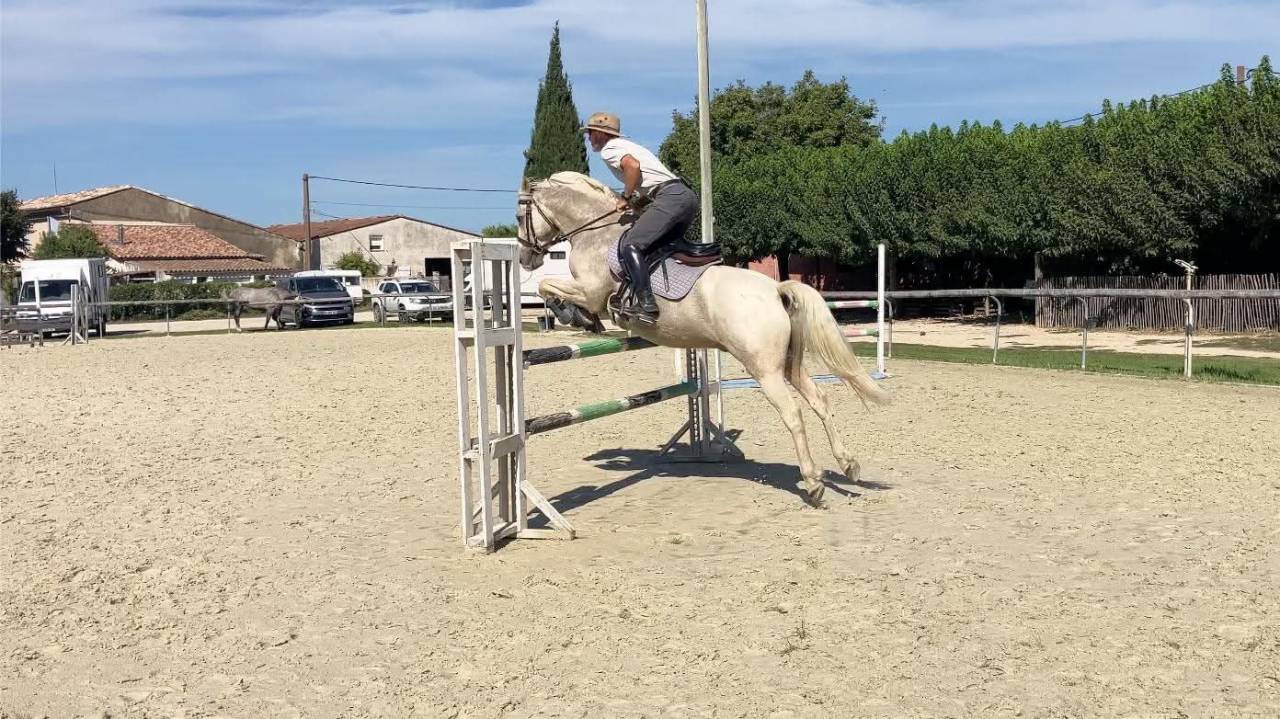 Castrone PFS Pony Francese da Sella In vendita 2017 Palomino