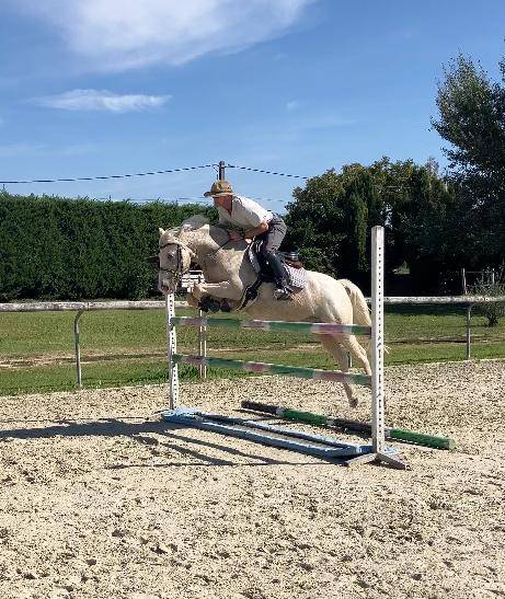 Castrone PFS Pony Francese da Sella In vendita 2017 Palomino