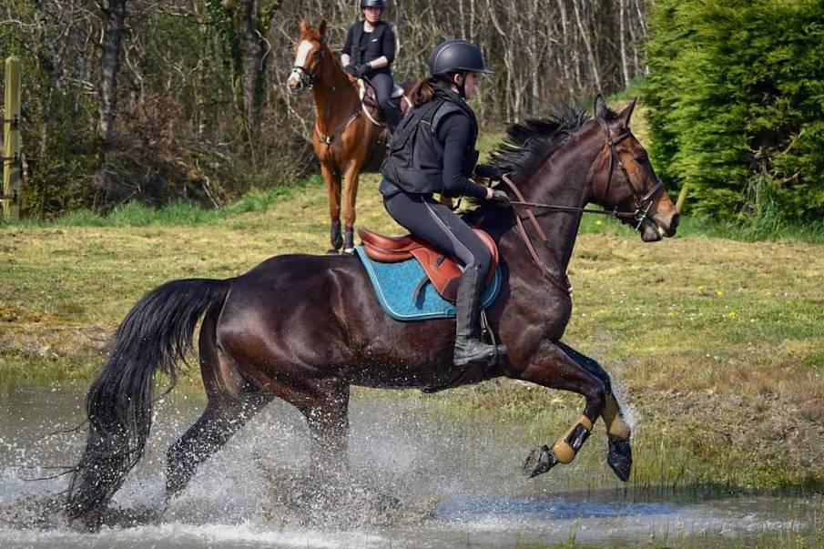 Cavalla Sella Francese In vendita 2016 Baio ,  EPSOM GESMERAY