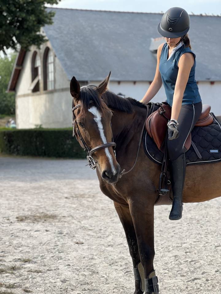 Cavalla Sella Francese In vendita 2016 Baio ,  EPSOM GESMERAY