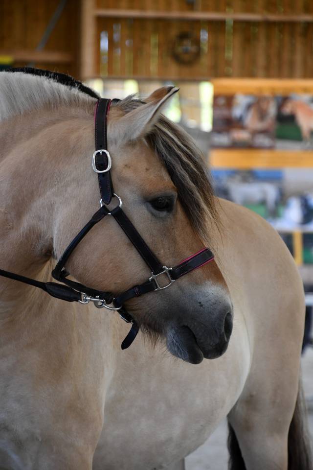 Cavalla Fjord In vendita 2018 Isabella