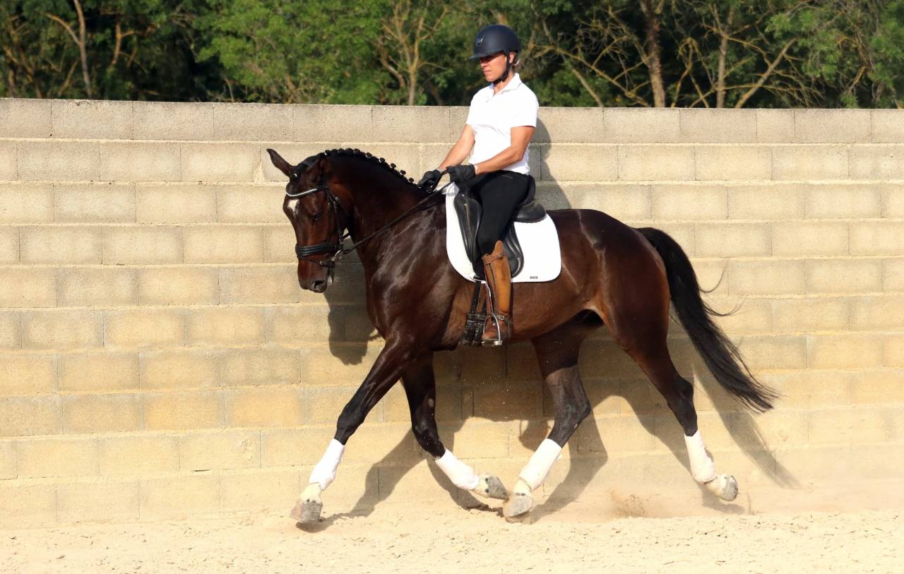 Castrone KWPN Cavallo da Sport Neerlandese In vendita 2019 Baio scuro