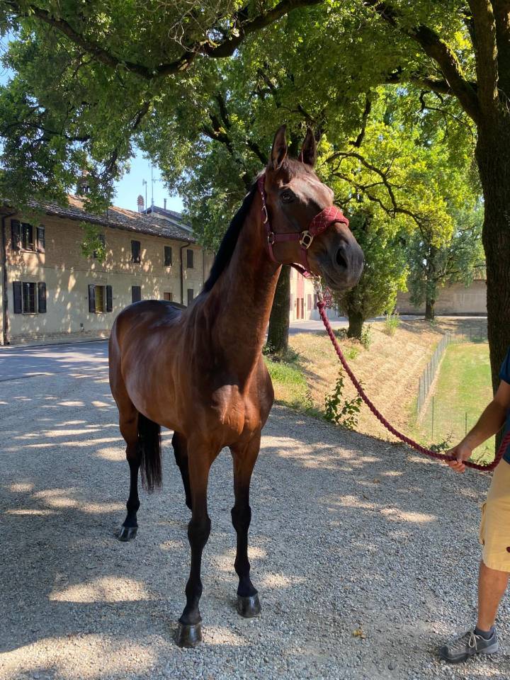 DRESSAGE CASTRONE 13 ANNI  CAT F 