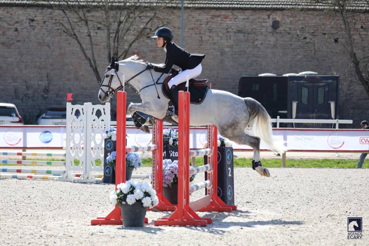 Castrone PFS Pony Francese da Sella In vendita 2017 Grigio