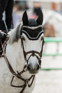 Castrone PFS Pony Francese da Sella In vendita 2017 Grigio