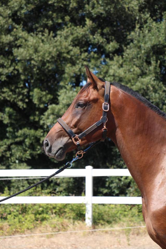 Prestige Cartago di Alma Terra- stallone 3 anni SI 