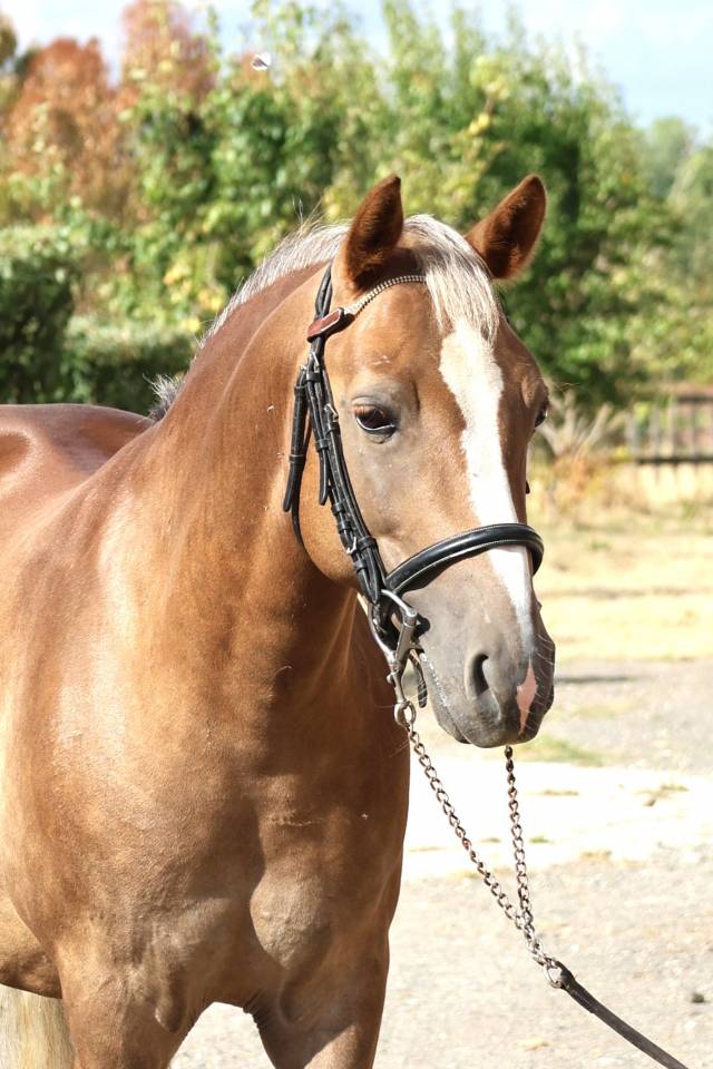 Castrone PFS Pony Francese da Sella In vendita 2021 Crine lavato ,  ACHILLE DE ST GERY