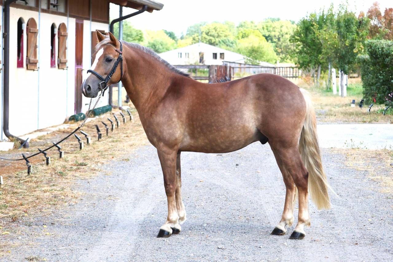 Castrone PFS Pony Francese da Sella In vendita 2021 Crine lavato ,  ACHILLE DE ST GERY