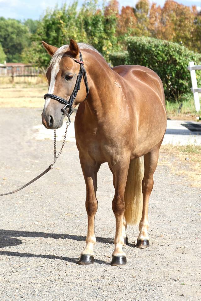 Castrone PFS Pony Francese da Sella In vendita 2021 Crine lavato ,  ACHILLE DE ST GERY