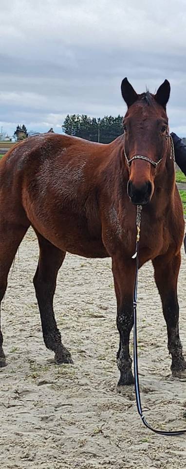 Castrone BWP Cavallo da Sangue Belgio Regalo 2008 Baio