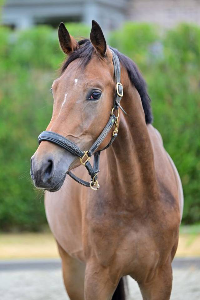 Cavalla KWPN Cavallo da Sport Neerlandese In vendita 2023 Baio ,  Sam R