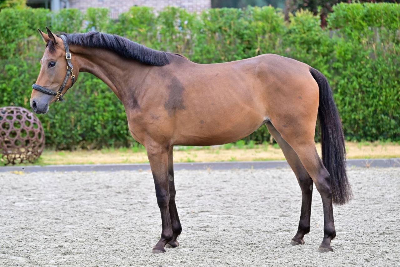 Cavalla KWPN Cavallo da Sport Neerlandese In vendita 2023 Baio ,  Sam R
