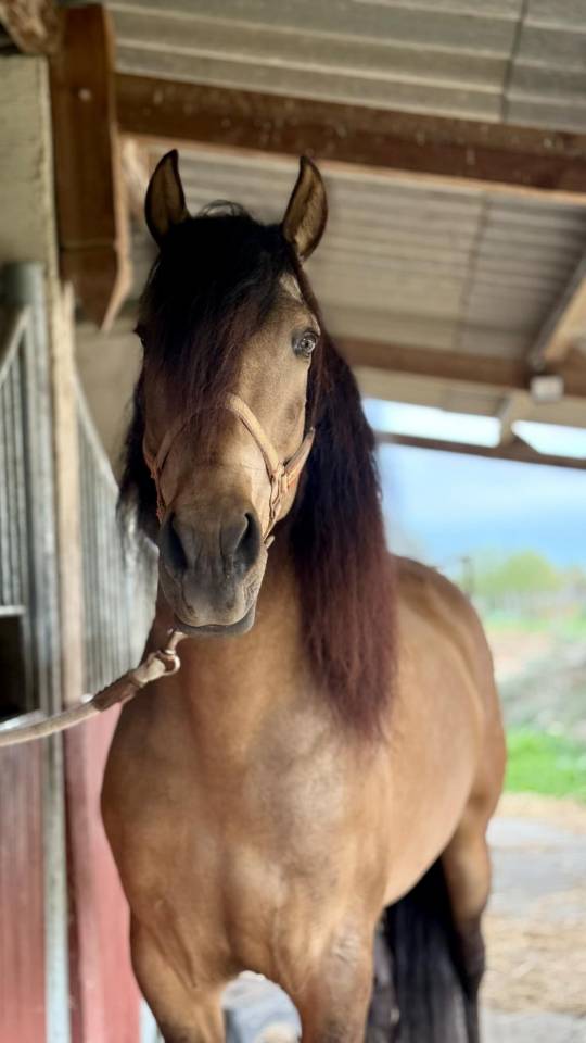 Castrone PRE Andaluso In vendita 2020 Isabella