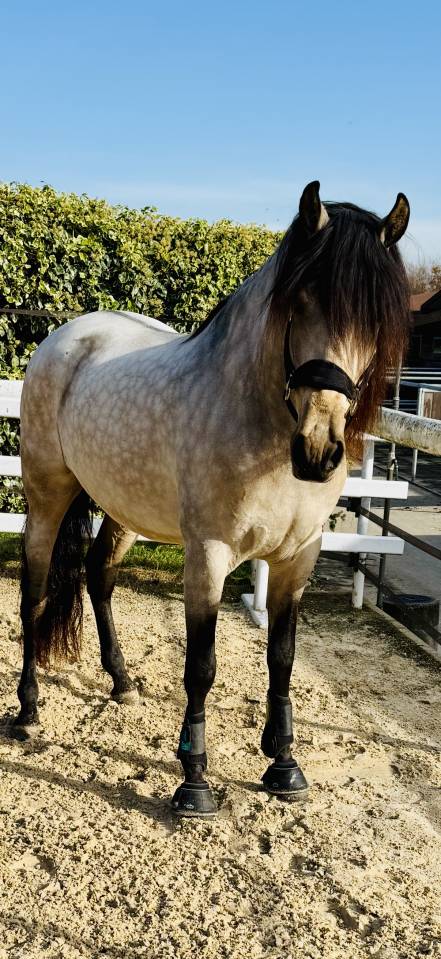 Castrone PRE Andaluso In vendita 2020 Isabella
