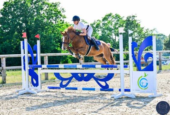 Cavalla PFS Pony Francese da Sella In vendita 2020 Sauro ,  Very star kerveyer