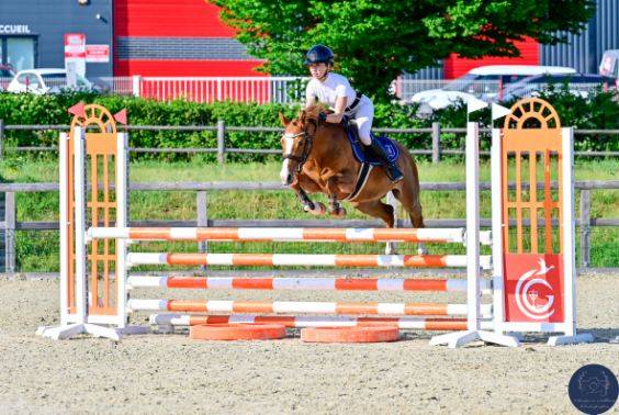 Cavalla PFS Pony Francese da Sella In vendita 2020 Sauro ,  Very star kerveyer