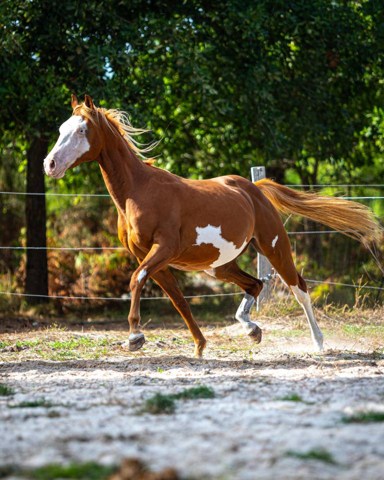Puledro Paint Horse In vendita 2024 Overo