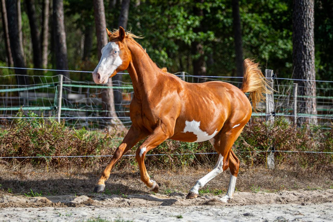 Puledro Paint Horse In vendita 2024 Overo