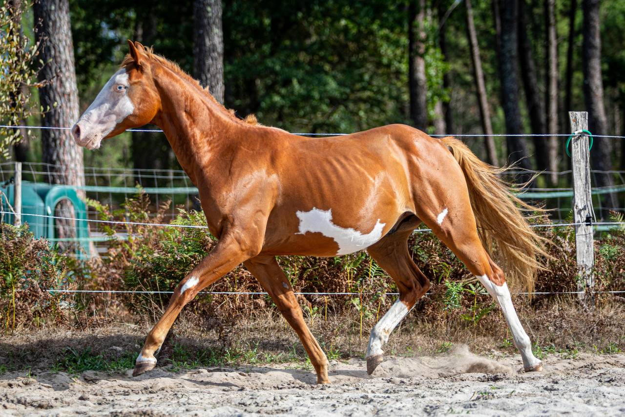 Puledro Paint Horse In vendita 2024 Overo