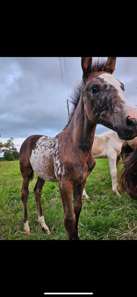 Cavalla AES Anglo European Studbook In vendita 2021 Appaloosa ,  TOPSTOPOTTED TATOOKIE