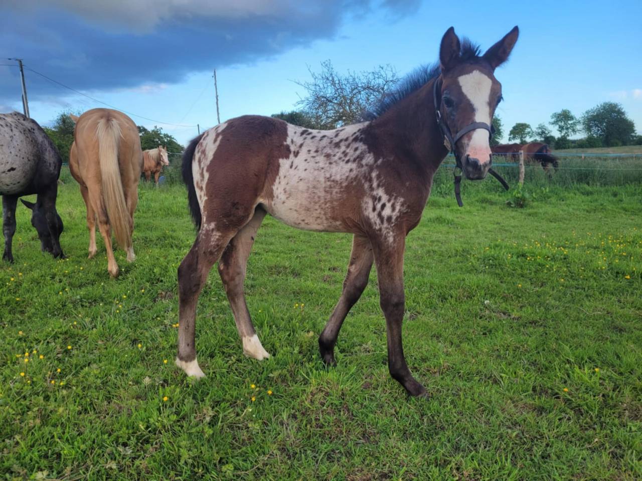 Cavalla AES Anglo European Studbook In vendita 2021 Appaloosa ,  TOPSTOPOTTED TATOOKIE