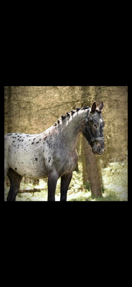 Cavalla AES Anglo European Studbook In vendita 2021 Appaloosa ,  TOPSTOPOTTED TATOOKIE