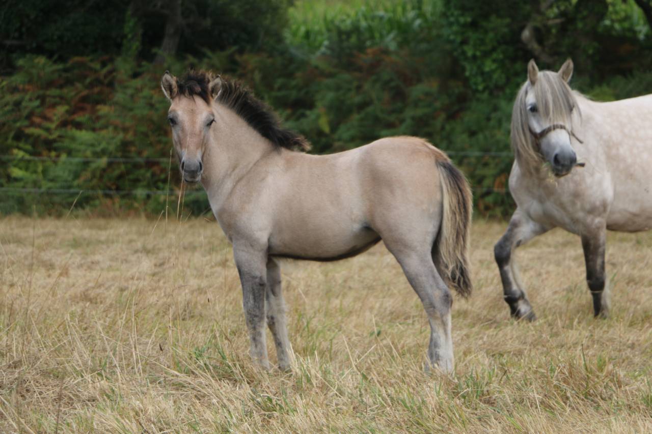 Puledra Highland In vendita 2026 Grigio ,  BALMORAL MACGREGOR