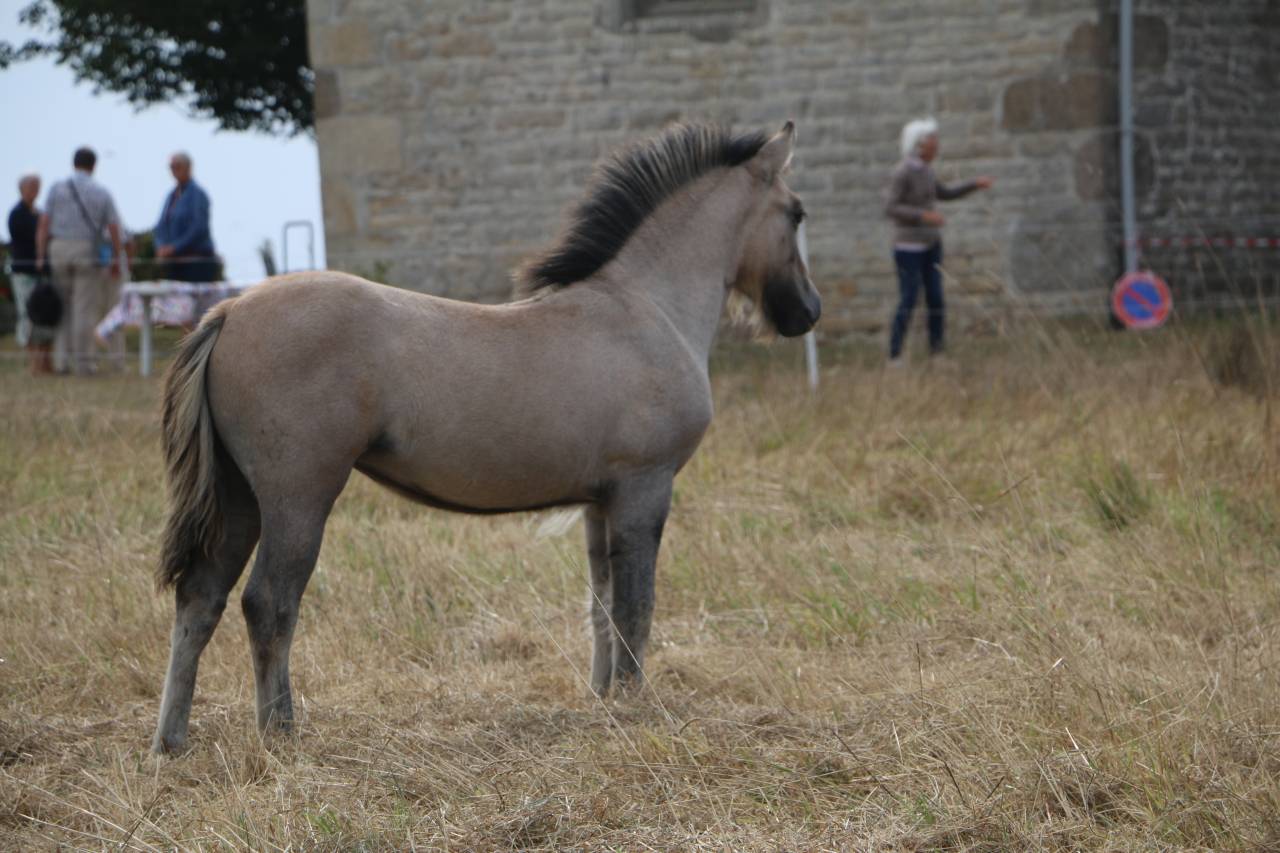Puledra Highland In vendita 2026 Grigio ,  BALMORAL MACGREGOR