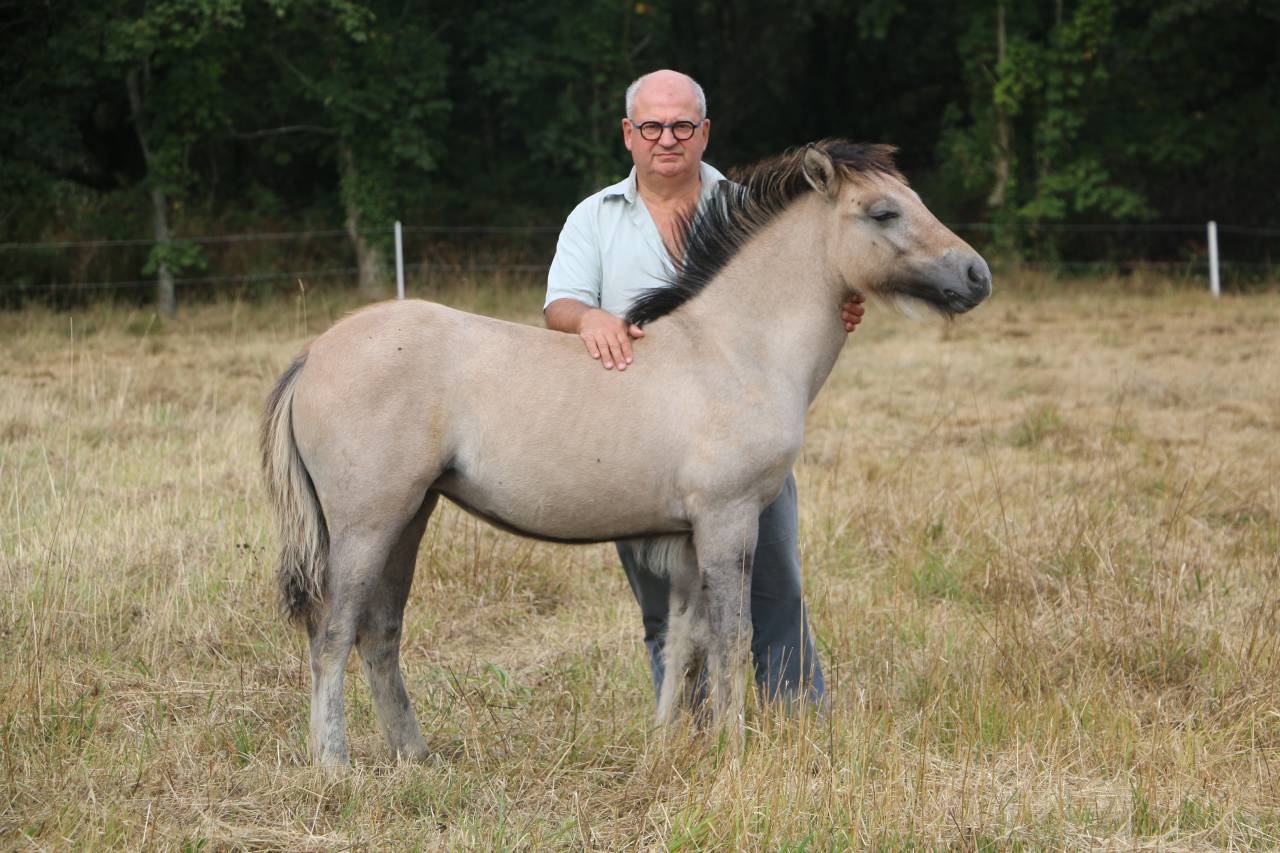 Puledra Highland In vendita 2026 Grigio ,  BALMORAL MACGREGOR